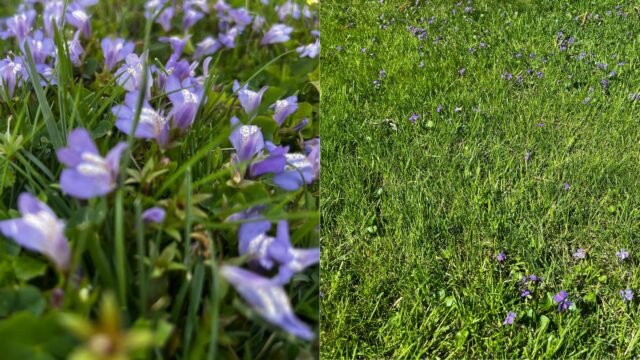 Small purple flowers amid healthy green grass.